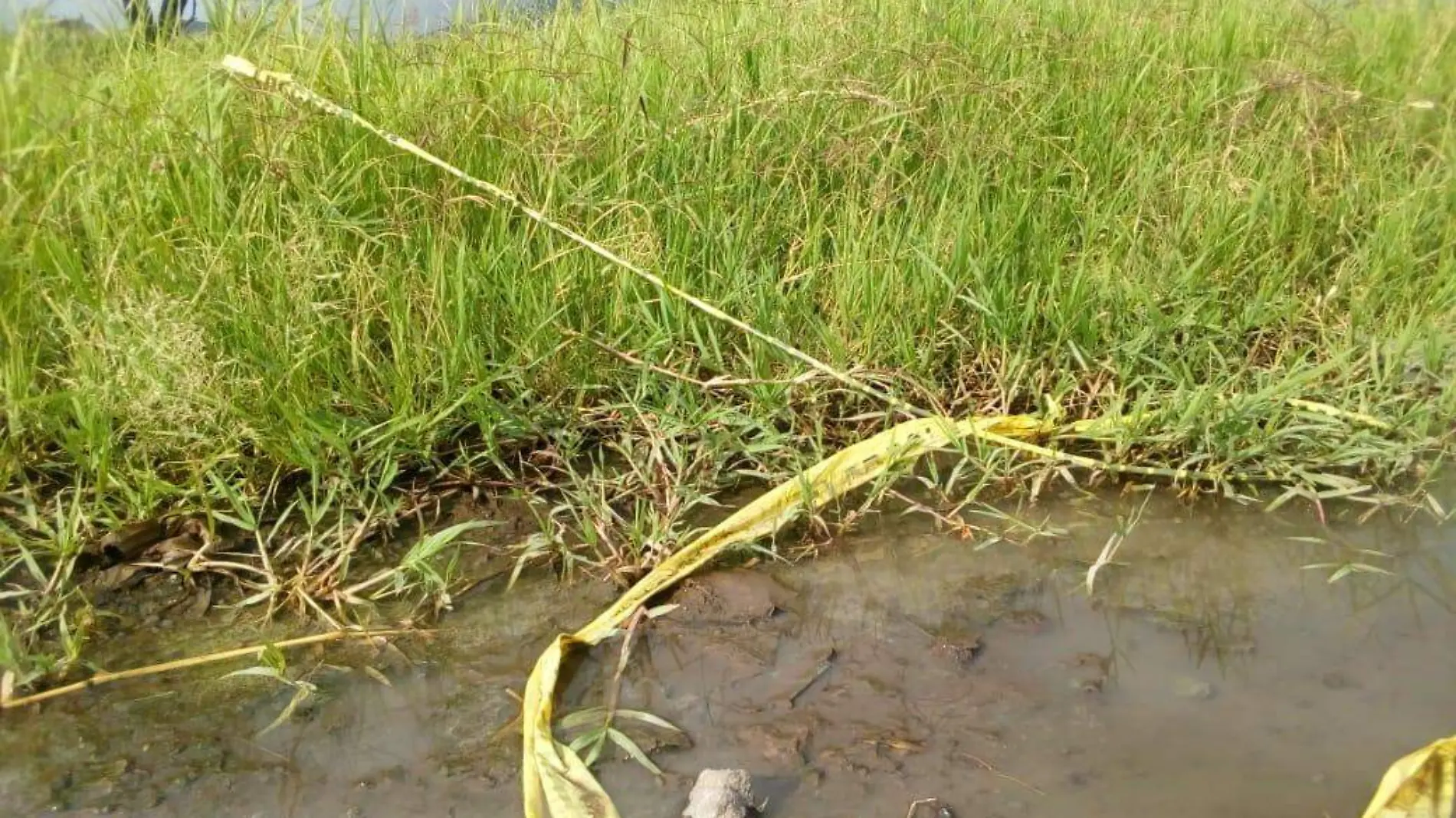 Bolsas encontradas con restos humanos